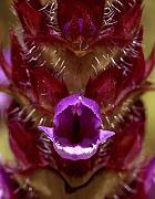 Self Heal, Prunella vulgaris